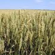 Пшеница продажа, опт Украина фотография