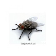 Обработка от мух в Алматы фото