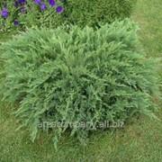 Можжевельник Пфитзера Juniperus ×pfitzeriana Pfitzeriana Aurea рост 30 – 40 фотография