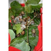 Улитка виноградная Helix pomatia фото