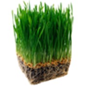 Газонная трава и сидераты фотография