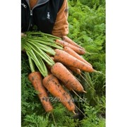 Семена моркови, Кордоба F1, производитель: Bejo (упаковка 1000000 сем.)