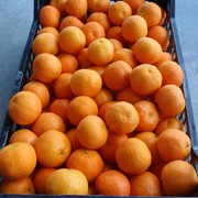 Мандарины Испания фото
