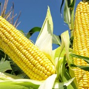 Кукуруза с маслом и зеленью фотография