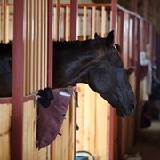 Аренда денников для спортивных и конкурных лошадей фотография