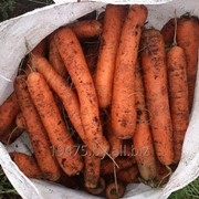 Морковь стандартная тупоносая фотография