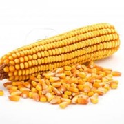Кукурузный шрот фотография