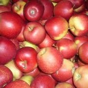 Яблоки Флорина на экспорт фото