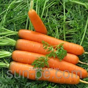 Семена моркови Нантес 0,1 кг, Ройал Форто Semenis