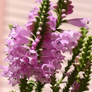 Физостегия виргинская (Physostegia virginiana) “Rosea“ фото