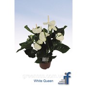 Антуриум андре White Queen -- Anthurium andreanum White Queen