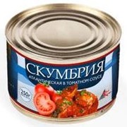 Скумбрия атлантическая в томатном соусе фото