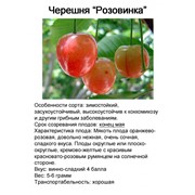 Черешня Розовинка, саженец 6-7 летка, ком, крупномеры плодовые Киев