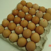 Яйцо куриное С-1 фото