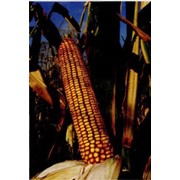 Семена кукурузы Порумбень290