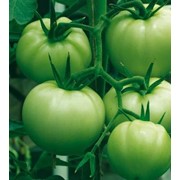 Семена томата высокорослого Изумрудное яблоко фото