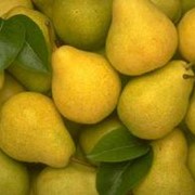 Груши фото