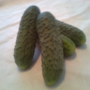 Fresh cucumbers (Свіжі огірки) фото