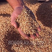 Пшеница мягких сортов фото