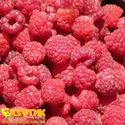 Малина Код: 6002 Свежие ягоды, импортная продукция ОПТОМ