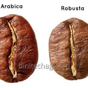Кофе в зернах Арабика и Робуста фотография