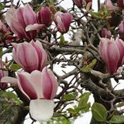 Магнолия Суланжа Magnolia Soulangiana 10-15