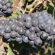 Продажа саженцев технич(винных) сортов винограда