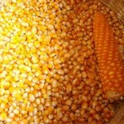 Семена кукурузы, Тургайская 5/87 фотография