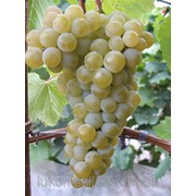 Саженци винного сорта винограда Цитронный Магарача фото
