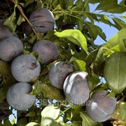 Сливы в Мд фото