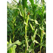 Кукуруза и Культуры зерновые фотография