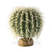 Террариумное растение Hagen Кактус Exo Terra Barrel Cactus (Large) фотография