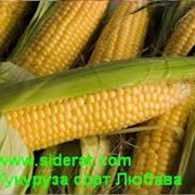 Семена Кукурузы Кадр 1кг фото