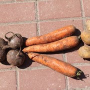 Морковь урожай 2015 фото