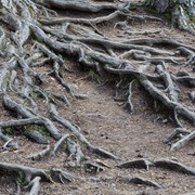 Корчевка, измельчение пней корневой системы дерева фото