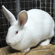 Комбикорм для кроликов фото