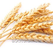 Пшеница Agrobiotech