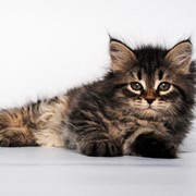 Зеленоглазые сибирские котята из питомника Baraj
