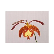 Вайнер Орхидея психопсис ВН767, 3 пары фотография