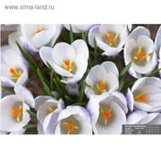 Фотообои К-057 «Утренняя весна» (16 листов), 280 × 200 см фотография