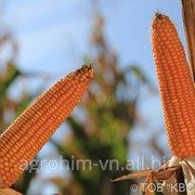 Насіння кукурудзи КВС-Україна КІНЕСС ua, міш фото