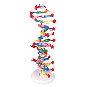 Модель структуры ДНК (разборная) фото