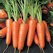 Морковь молодая фотография