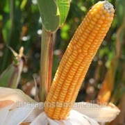 Кукурудза (імпорт) 1 п.о ЕС Паролі фото