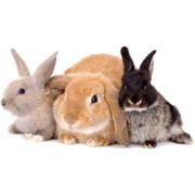 4246 Комбикорм для репродуктивных кролей, Пурина, 25 кг