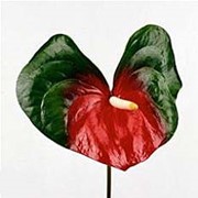 Срезанный цветок Антуриум Amigo