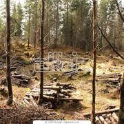 Охрана леса и лесосек фото