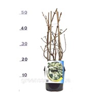 Гортензия черешковая Petiolaris -- Hydrangea anomala Petiolaris