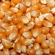 Popcorn Seeds фото