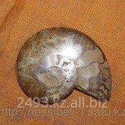 Натуральный камень Аммонит фото